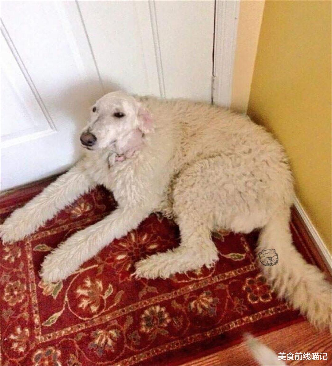 哈士奇 判若两狗！网友分享的汪星人修毛搞笑照片一览