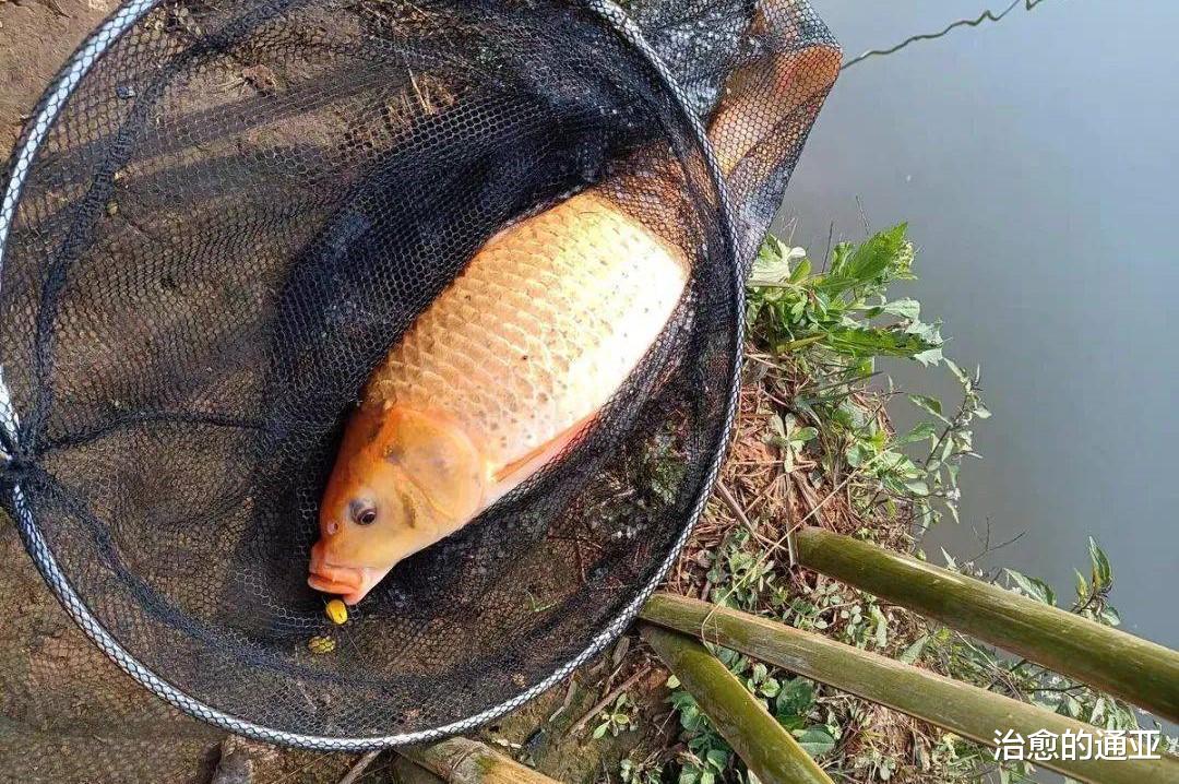 饵料|新手钓鱼为何容易钓上大鱼?多年的潜心研究,终于揭开其中的谜团