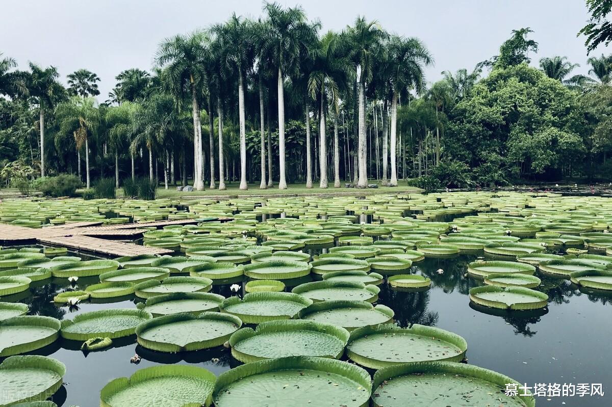 温泉|西双版纳值得一游的10个精华景区，其中8个免门票，你都去过了吗
