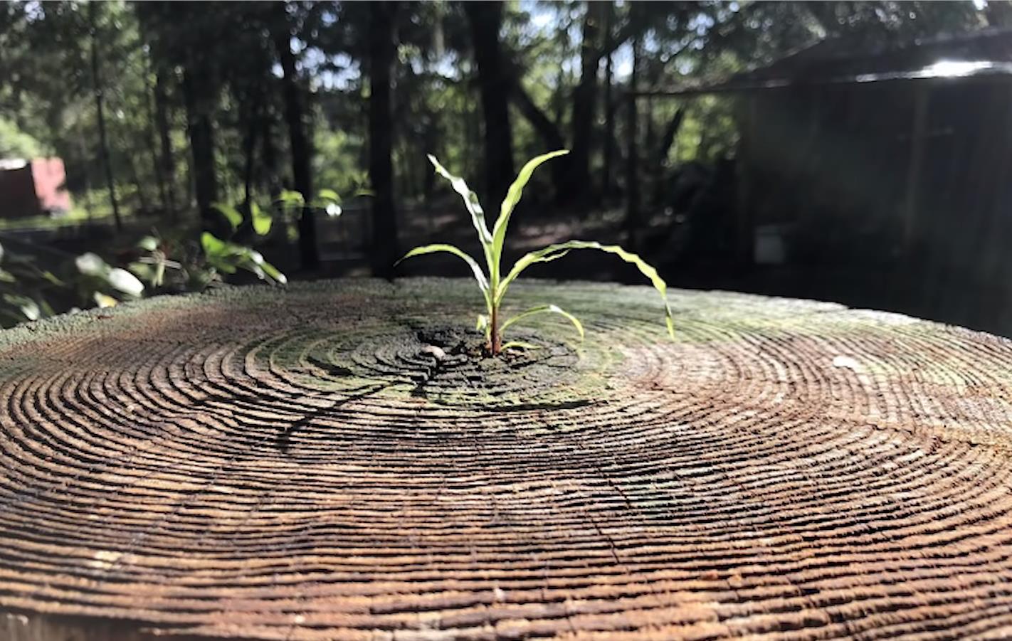 25张罕见的照片,证明世界充满了奇迹