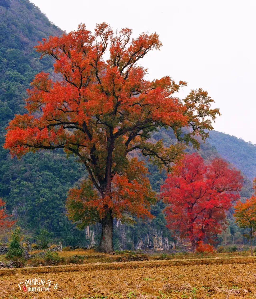浙江省|你好，十二月！共赏冬酿的时光！| 广西旅游年卡