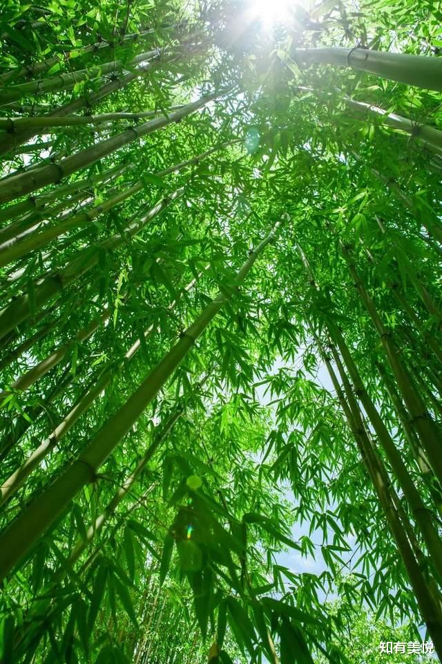 胡杨林|人少不挤,当季最美,这9个小众旅行地,这个夏天一起去探秘吧