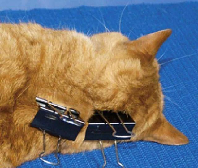 猫明明非常灵活,为何人们拎起它后颈肉的时候,它就不会动了?
