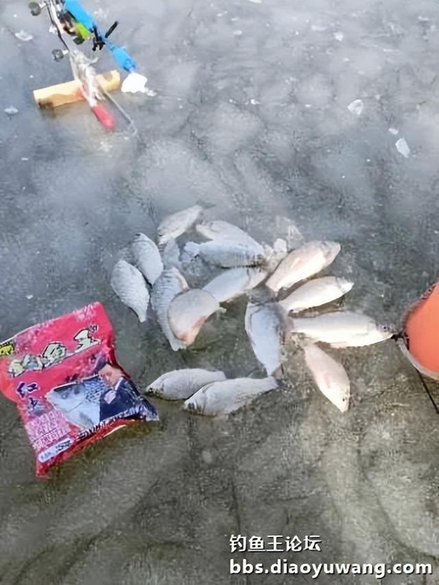 面食|冰钓用面食，钓鱼王红虫没让我失望！