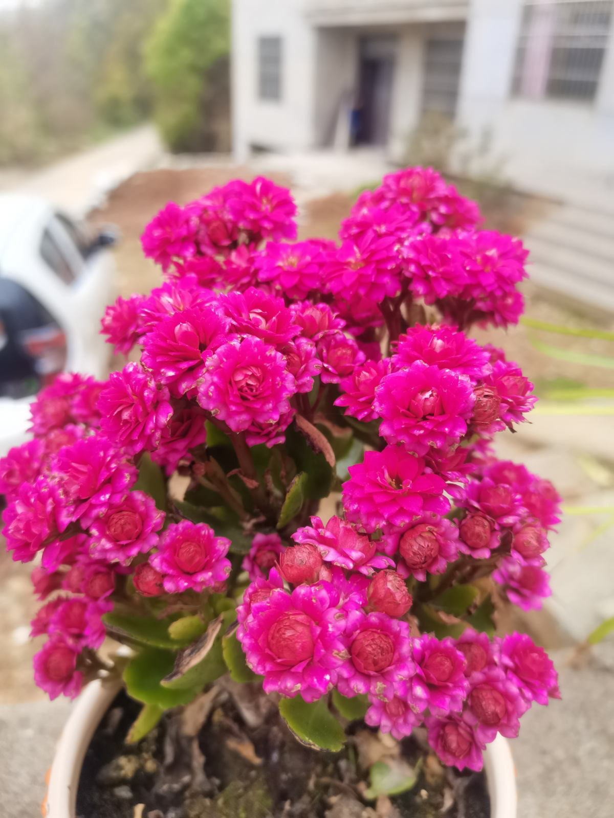 15种养人植物,养在家里身心舒畅,你养过几种