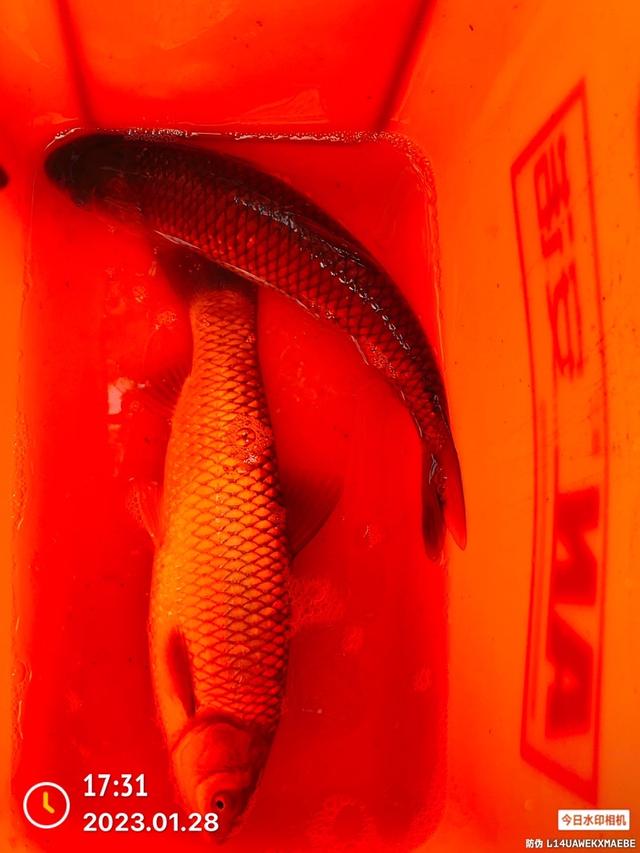 |双竿齐下钓食材,做一名合格的野钓达人