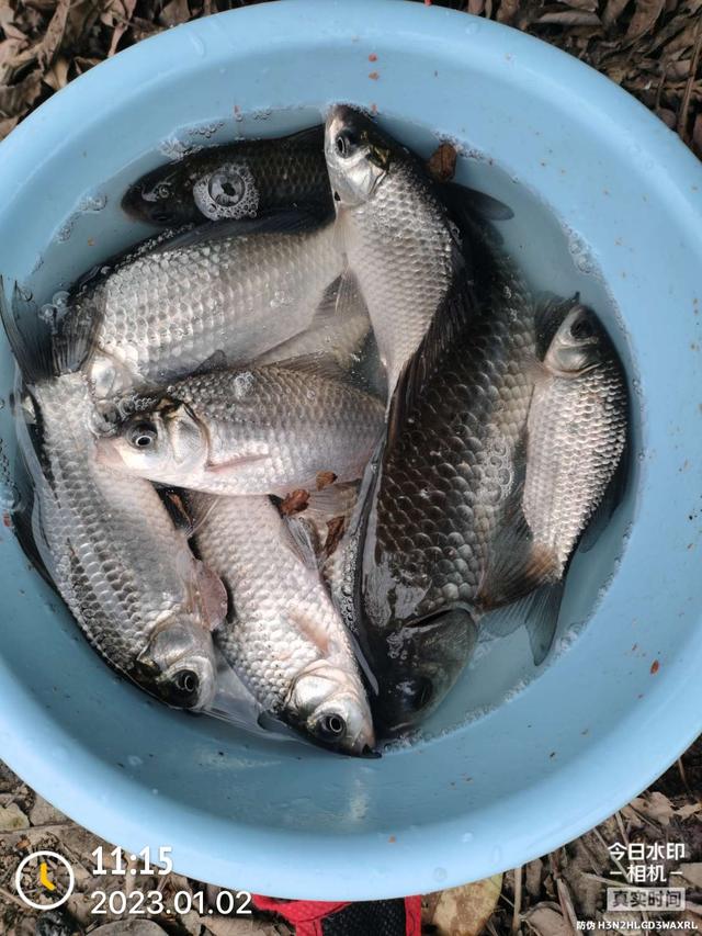 饵料|2023年第一钓,酣畅淋漓!