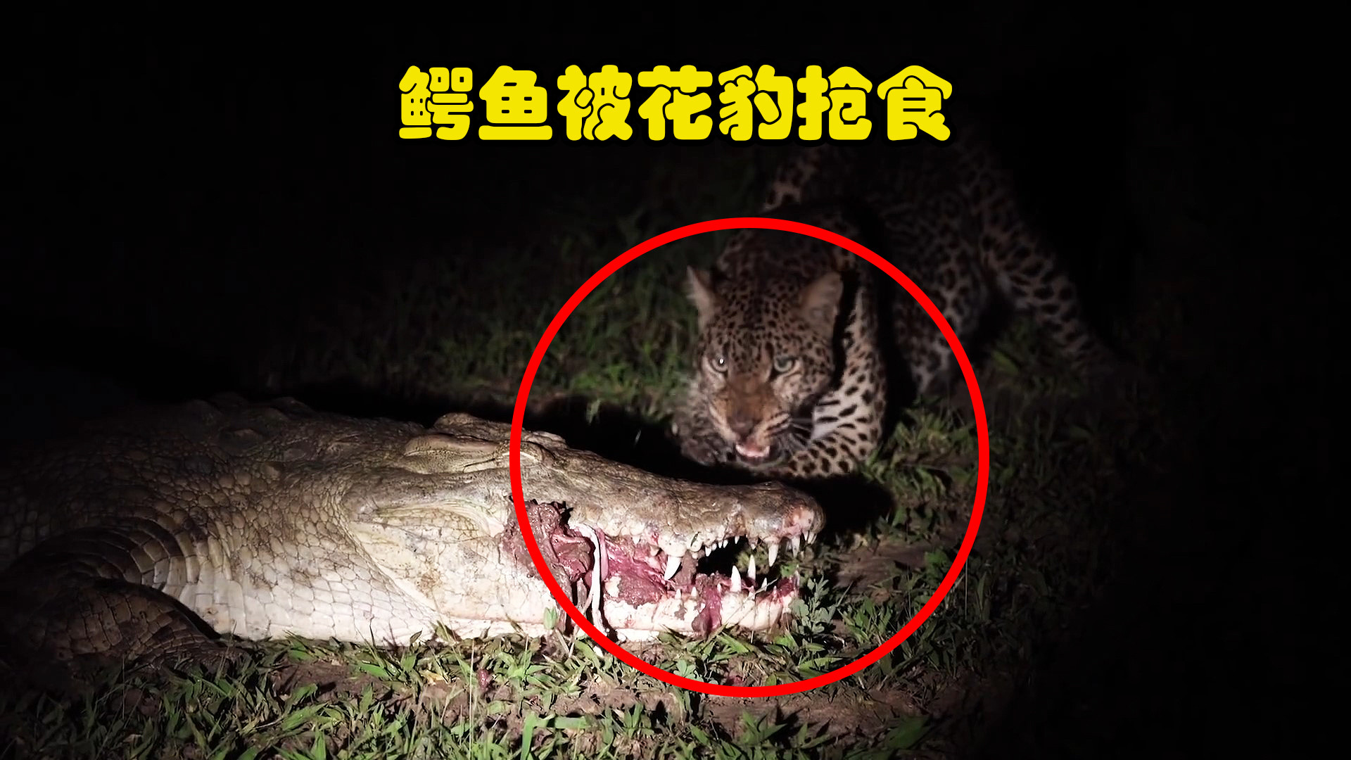 实拍花豹于鳄鱼口中抢夺食物，鳄鱼一直趴地上，连动都不敢动