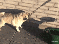 王思聪|王思聪女友高调秀恩爱！穿睡衣下厨做饭，十指紧扣幸福温馨