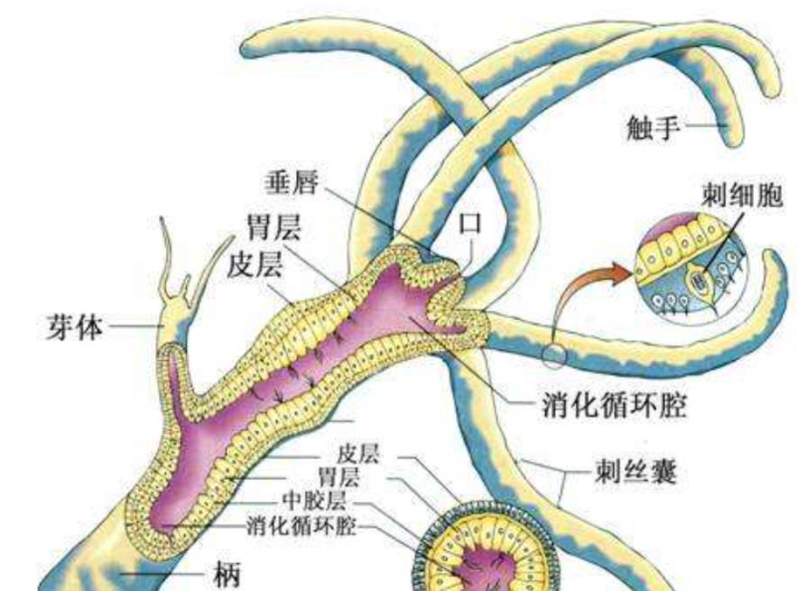生物进化普遍选择的是衰老,而不是永生,这究竟是为什么?