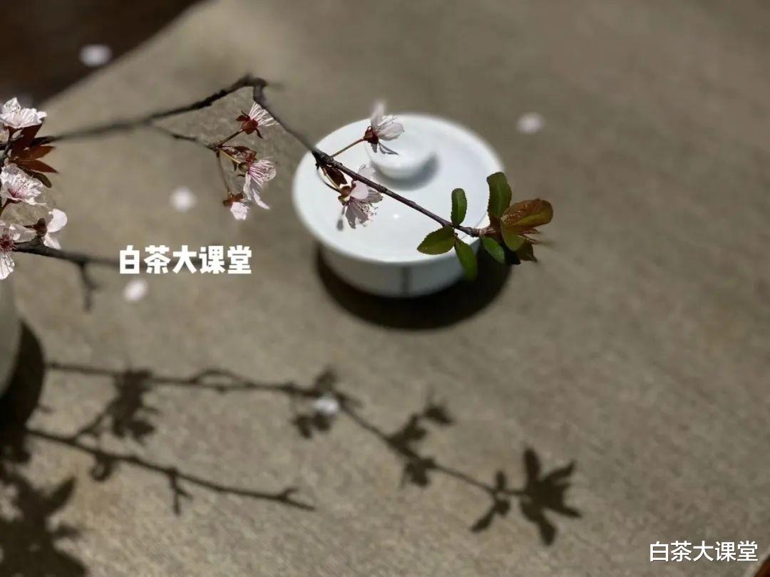 茶具|百搭、不吸香、易清洗，白瓷盖碗泡茶的好处，你能数出多少？