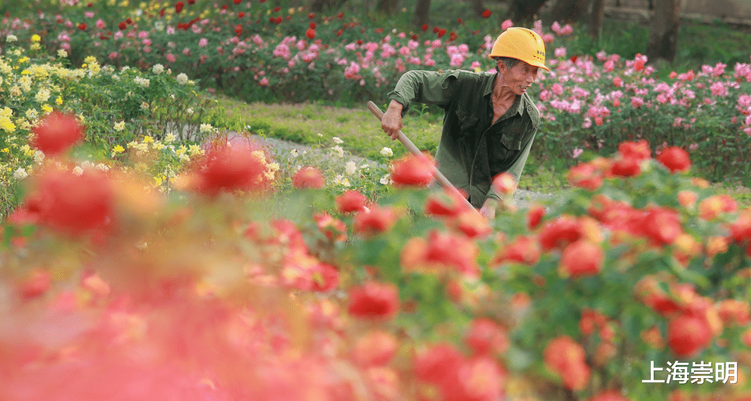 崇明|崇明十八境 | 在崇明,“港”好遇见你!