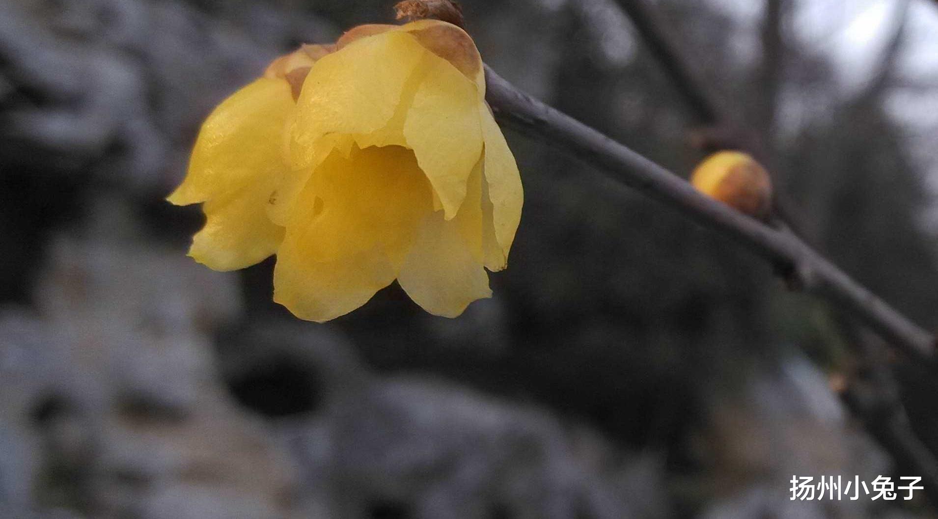 琵琶|偶听到“春江花月夜”，勾起生命中最难忘的记忆