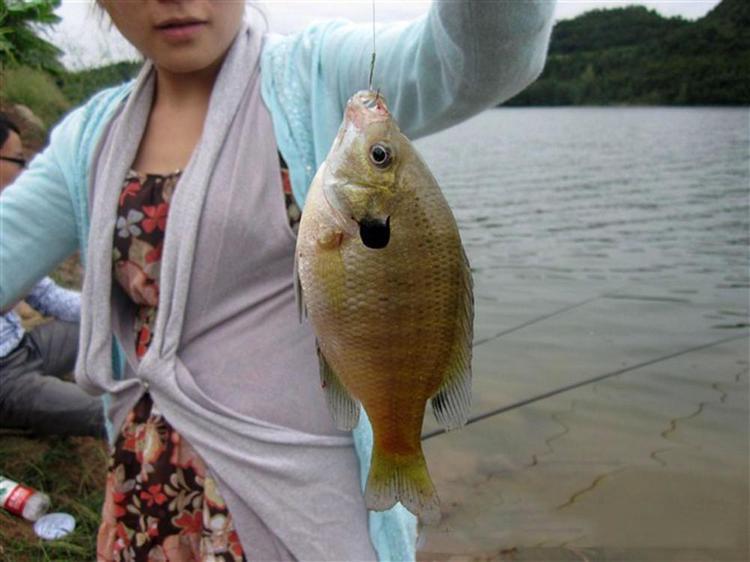 亚洲鲤鱼在美国泛滥,来自美国的太阳鱼也在我国泛滥!味道很鲜美