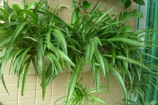 ?各种植物对甲醛的缓解情况介绍