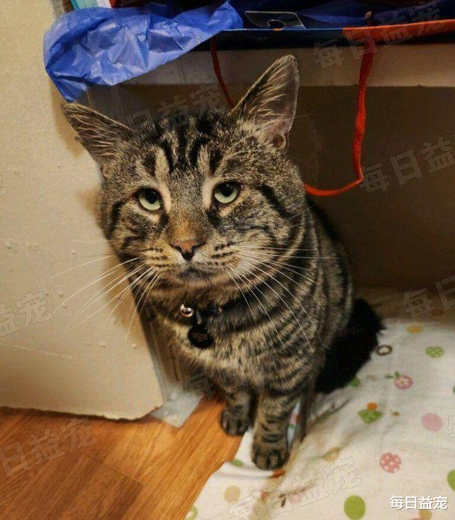 猫界“忧郁哥”走红，沮丧小脸引人注目，被收养后360°大转变