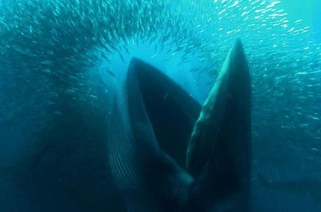 深海中可能存在比蓝鲸还要大的巨型生物吗?为什么?