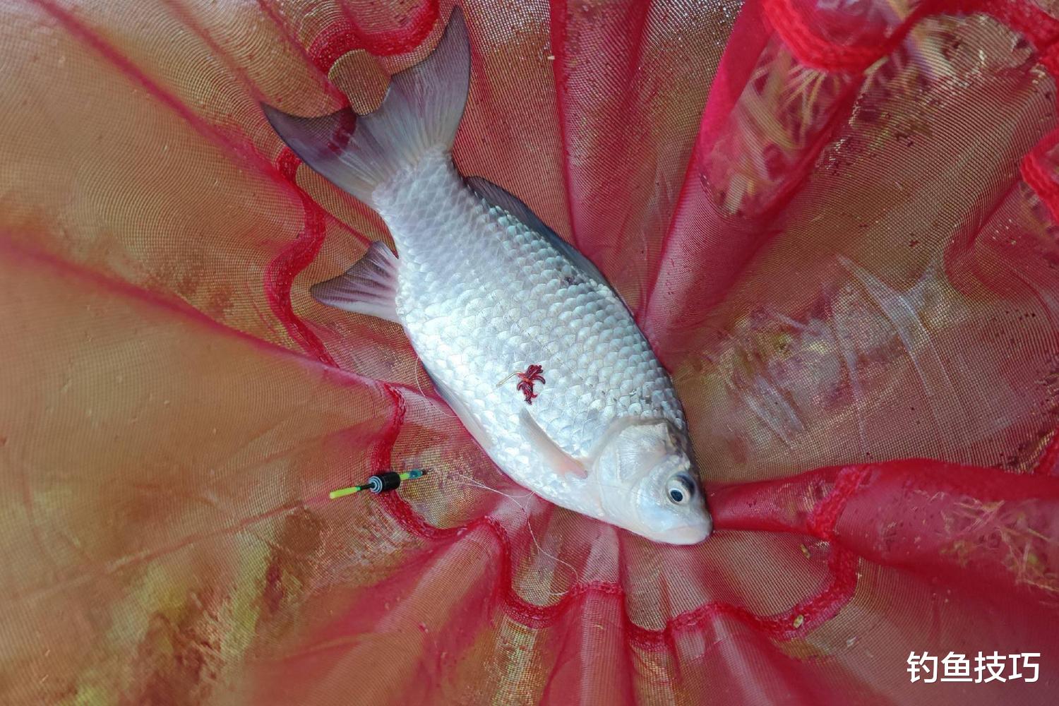 |钓鱼用的红虫如何才能长时间保存？3个保存红虫的小窍门