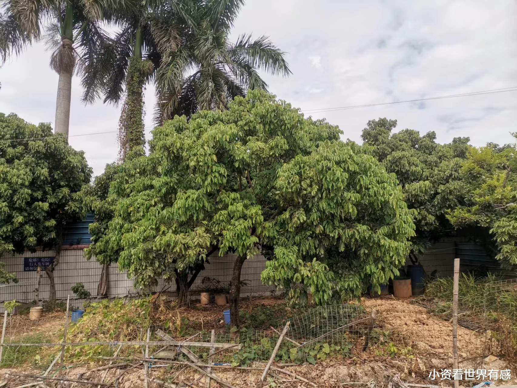 男子砍伐自家种的树被判2年半 树不是想砍就砍的