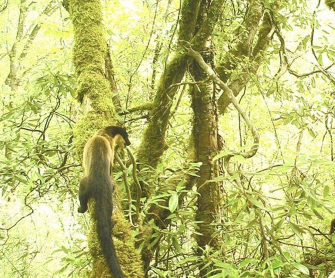 “嗜血杀手”黄喉貂猎杀蛇后,召集伙伴玩耍尸体:仅为追求快感?