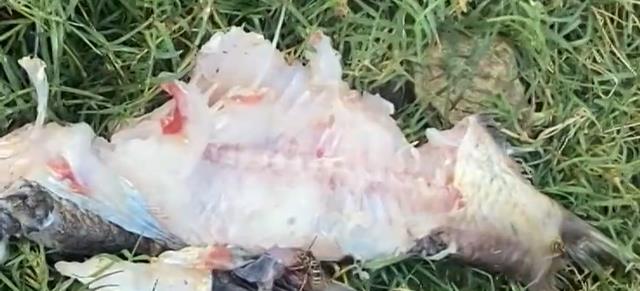 贵州|吃饭全靠钓!贵州男子钓鱼被困回不了家,直接开启了“荒野求生”