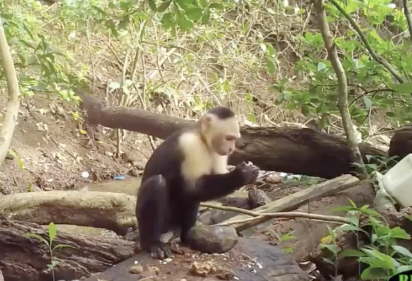 动物园出现一“国字脸”猴子，满脸络腮胡，人们担忧的事还是来了