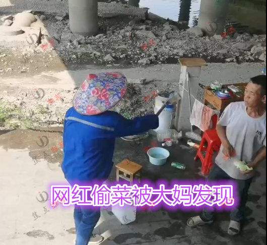 网红为拍视频偷农户蔬菜,大妈找上门把锅掀翻:刚种下就被你拔了