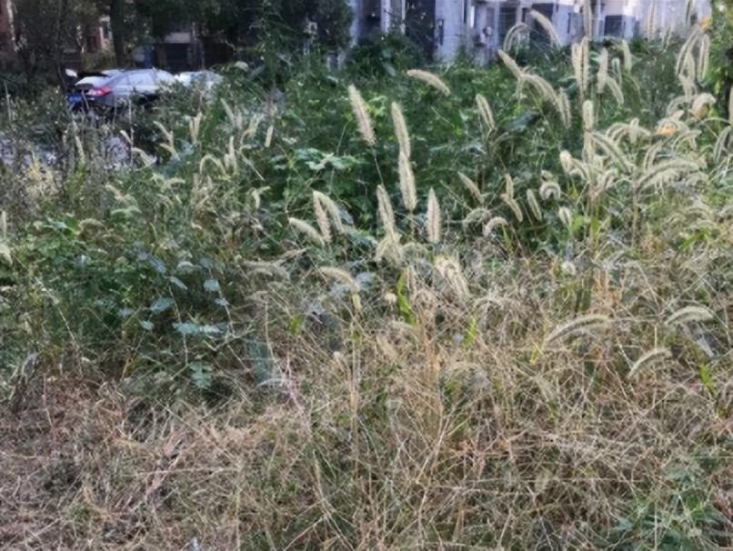 2015年,山西六旬老汉放羊时捡受伤大鸟,救治10天后出现神奇一幕