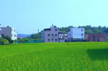 |夏天|我心中的一抹芳香,一阵清新