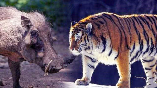 500斤野猪与200斤老虎展开大战，生死关头，究竟谁更强悍？