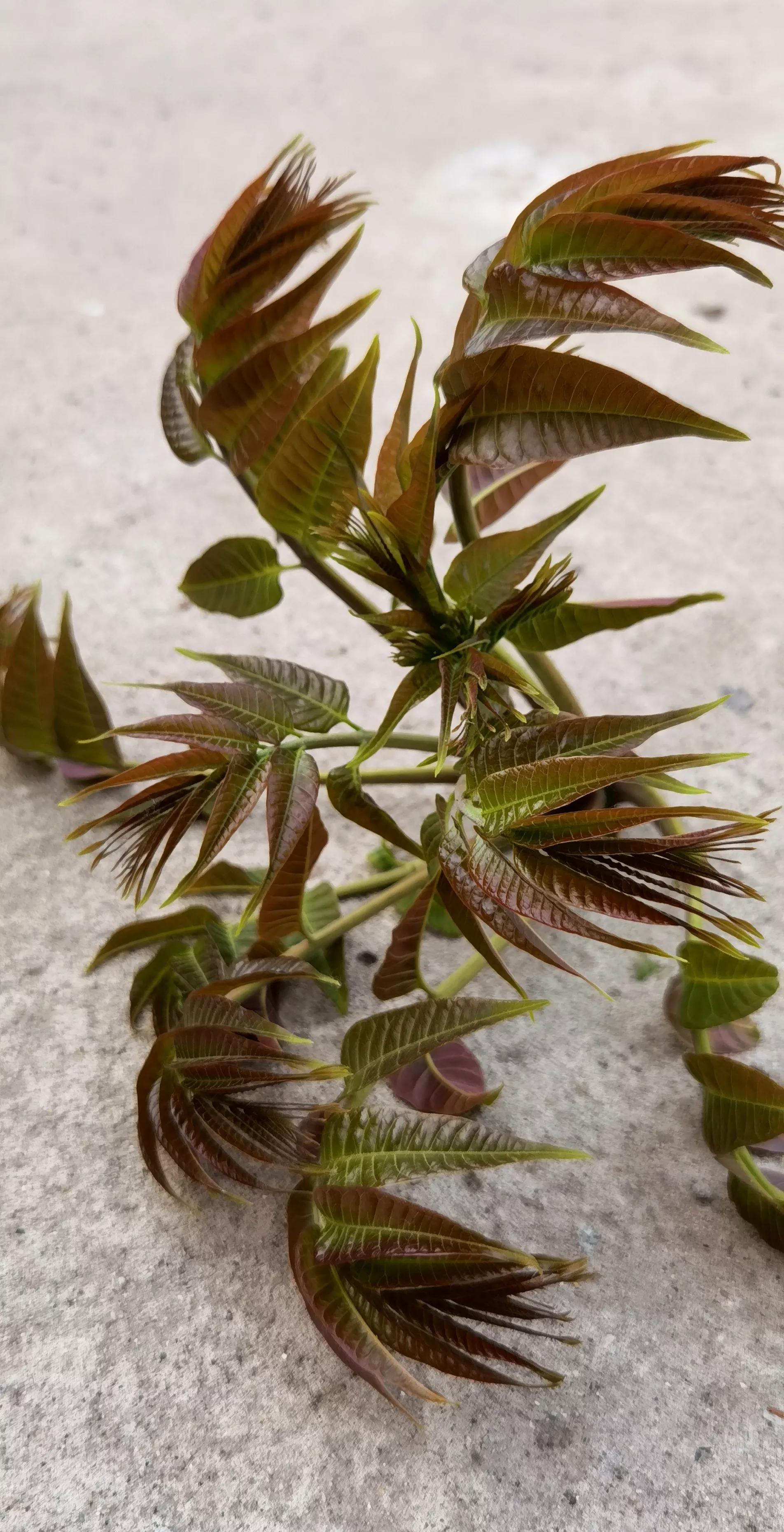 张颂文|“展翔”张颂文,晒院中两颗20年的老树,网友:好吃,就是有点贵