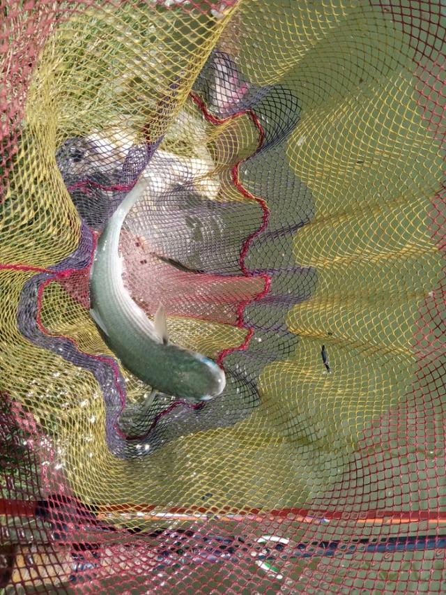 |2022年我还是那个称职的乌（鲻）鱼猎手！