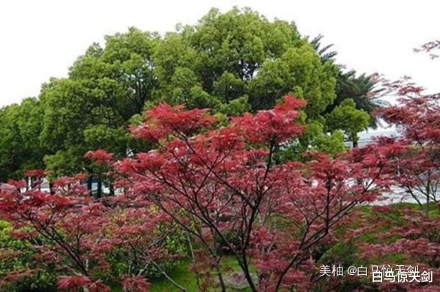 孟晚舟|刘晓棕对孟晚舟的付出:为了爱情,可以激流勇退,也可以直面苦难