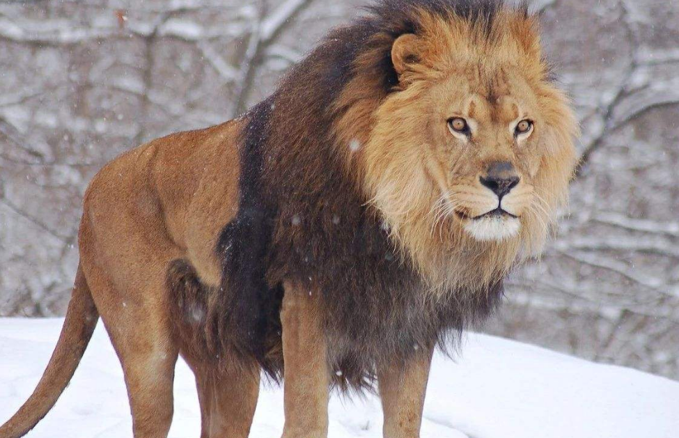 最美的就是金色的美洲雄狮，流畅的肌肉线条，金色的毛发