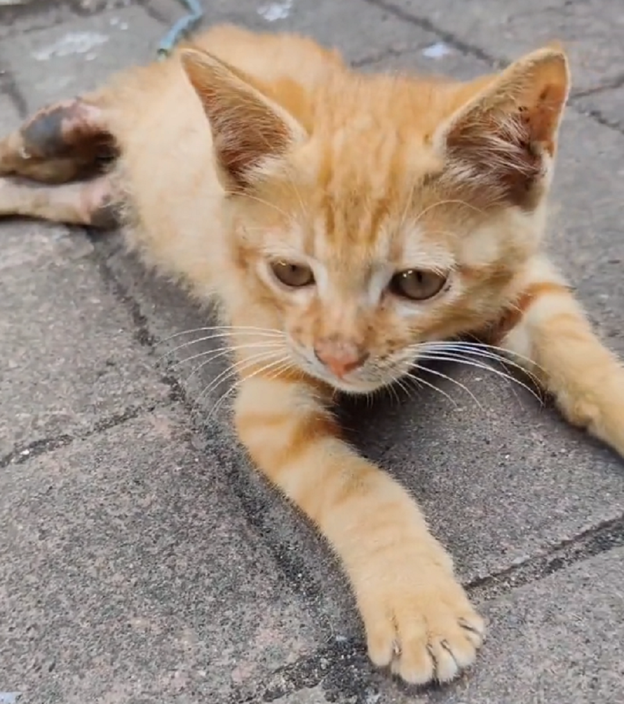 因车祸而瘫痪的流浪猫,拖着腿在高温中爬了半个月后,猫咪终于等待救星