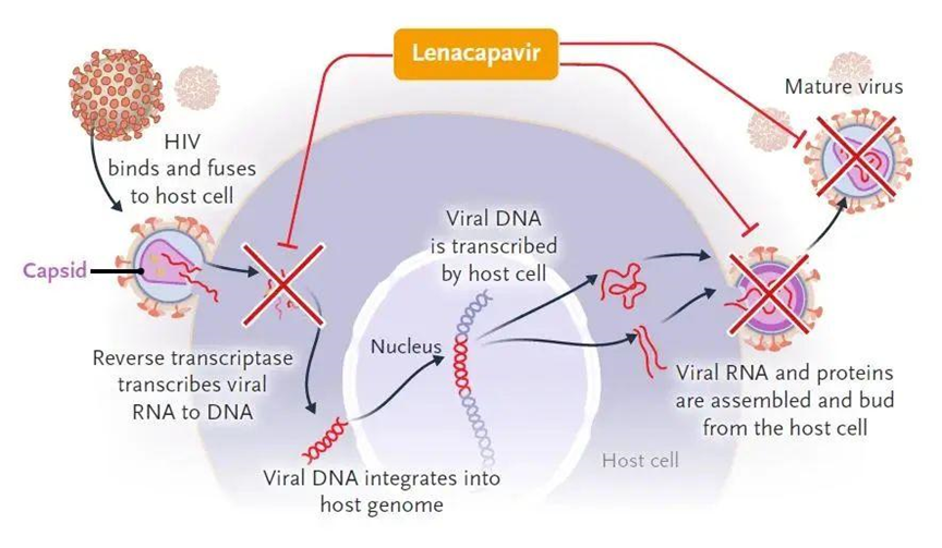 Lenacapavir——抗艾滋药物领域首个衣壳抑制剂!