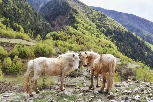 成都|甘孜景区全部半价！4条最佳游玩路线，周末也能去！