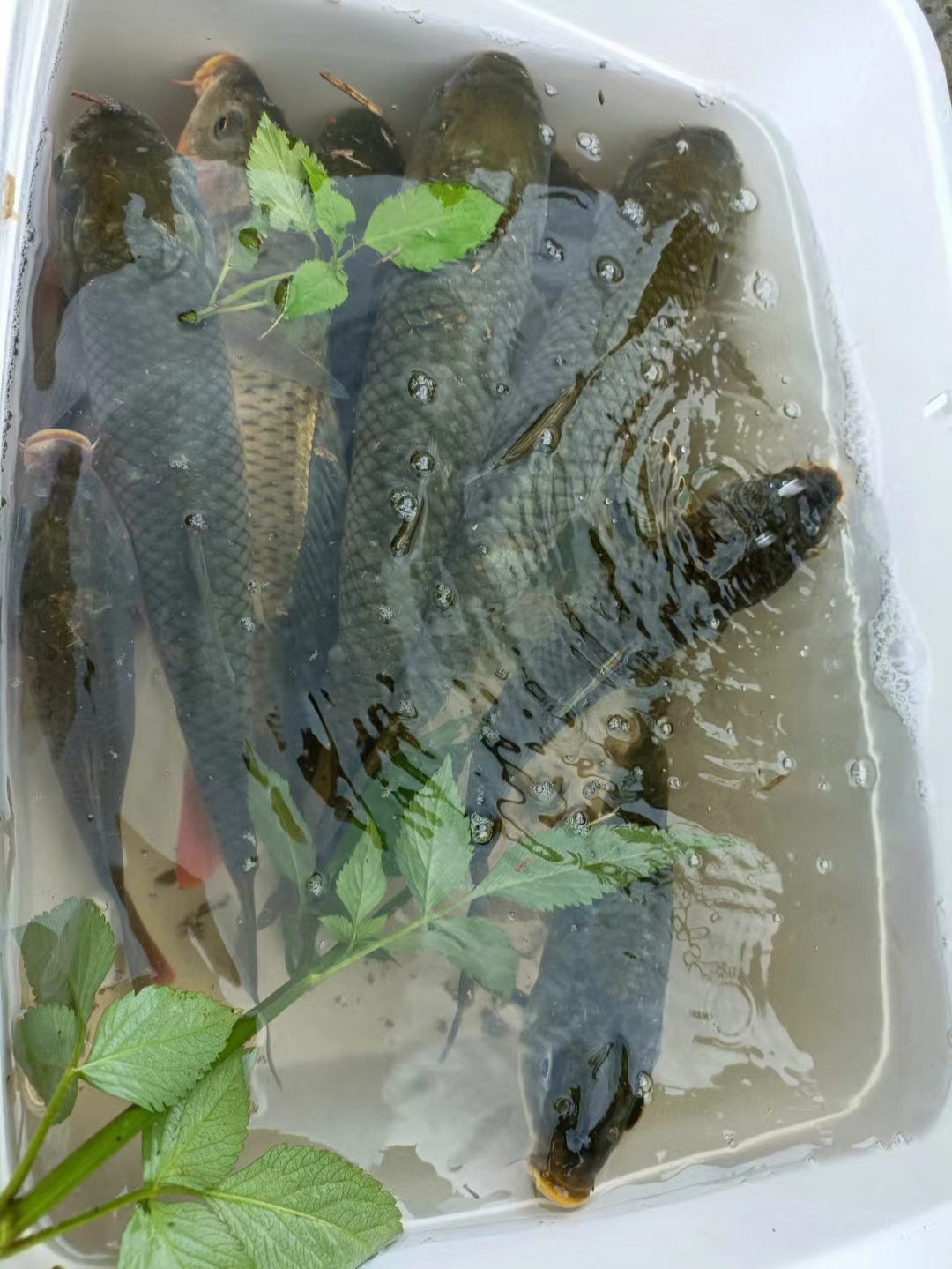 |掌握“4个技巧”,秋季的鱼可以钓的更好!