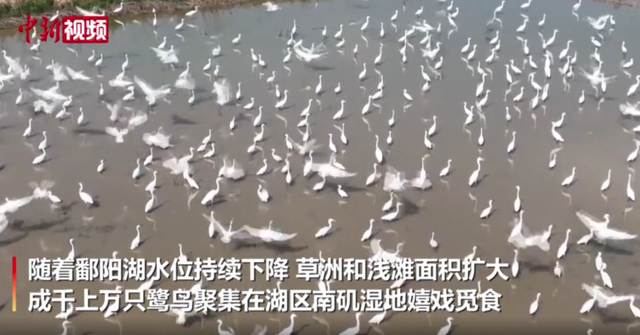 长江旱情严重，鄱阳湖见底，30万只候鸟狂吃鱼