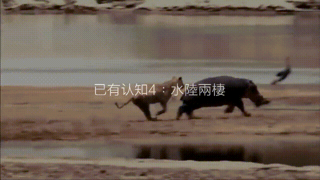 河马:非洲有一种神兽,上岸能够生吞狮子,下水可以咬爆鳄鱼