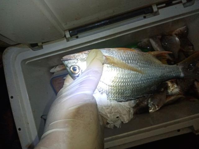 |杂鱼堡的梦想,让鱼获爆了护!