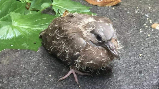如果在地上捡到刚出生的雏鸟要不要救?怎么救?