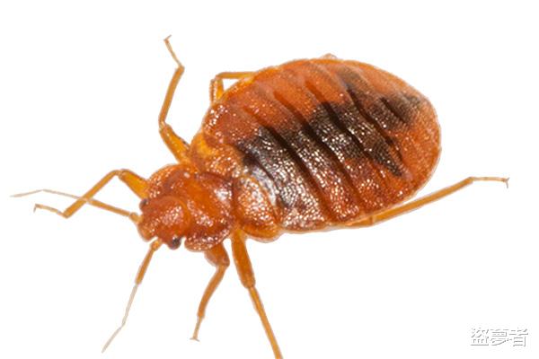 家里出现臭虫怎么办,怎样才能将臭虫消灭干净?
