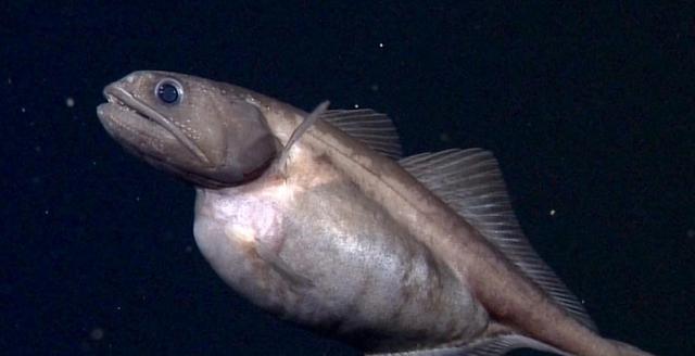 黑叉齿鱼：自然界恐怖的吞食者，能吞下比自身重10倍的猎物