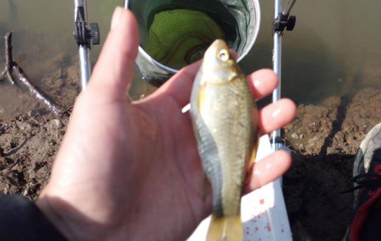 |这种鱼能清热去火，很有营养，但却遭钓鱼人“嫌弃”，这是为何？