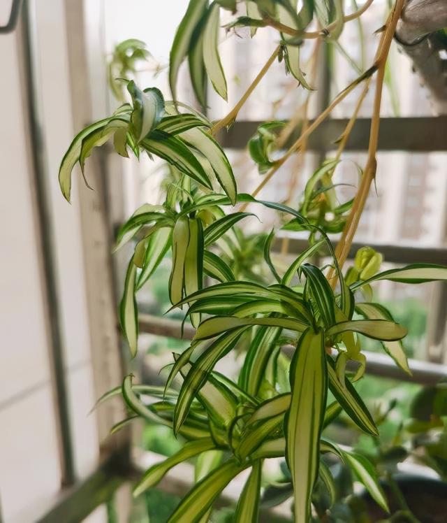 家里刚装修,赶紧摆上这“六植物”,净化空气,当天就能放心入住