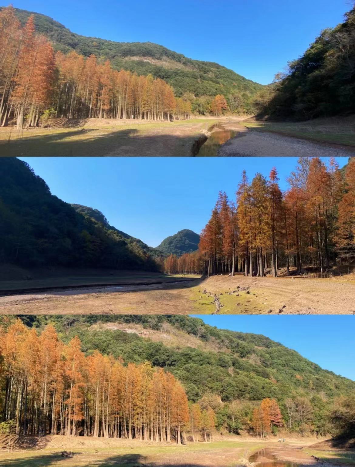 宁波|这个周末去哪儿玩?千万不要错过宁波的秋色,那该有多遗憾呀!