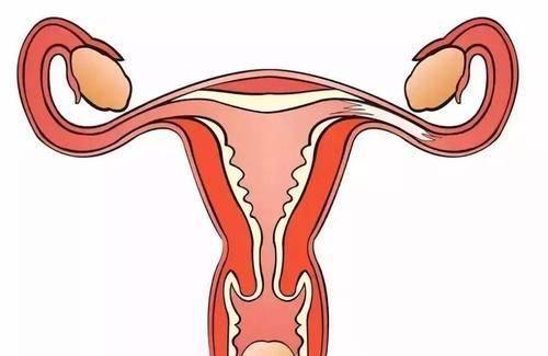 精子进入女子身体后,免疫细胞为什么要追杀精子?