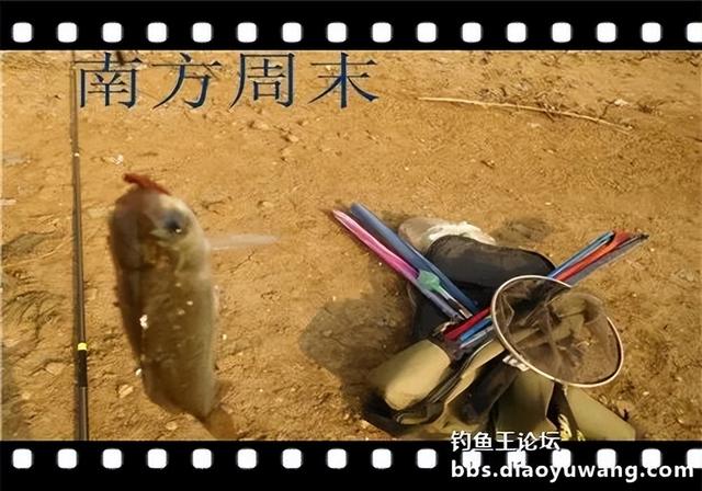 饵料|雨水节气春风劲，沙河一行爽拉鲫