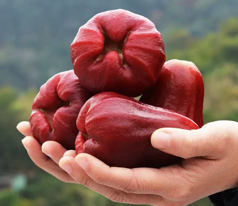 蔬菜|南方6种常见的水果，名气大价格也实惠，大多数北方人没有吃过